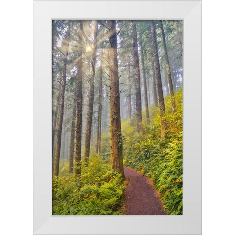 USA- Oregon. Lookout State Park trail with fog amongst Sitka spruce forest with sunrays White Modern Wood Framed Art Print by Gulin, Darrell