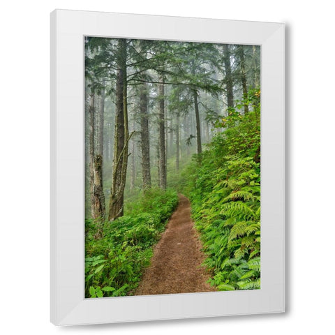 USA- Oregon. Lookout State Park trail with fog amongst Sitka spruce forest White Modern Wood Framed Art Print by Gulin, Darrell