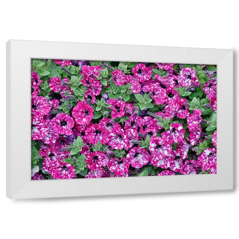 USA- Oregon. Cannon Beach planting of petunias White Modern Wood Framed Art Print by Gulin, Darrell