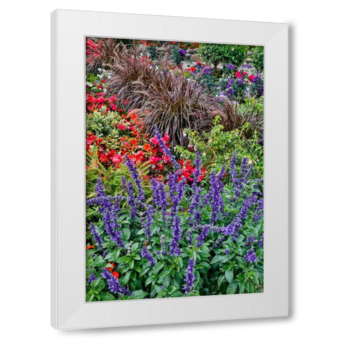 USA- Oregon. Cannon Beach Garden and path with Blue Salvia and reddish geraniums White Modern Wood Framed Art Print by Gulin, Darrell