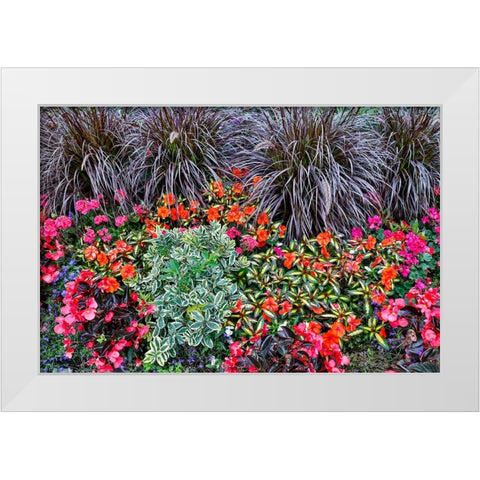 USA- Oregon. Cannon Beach Garden with orange New Guinea impatiens- grasses and reddish geraniums White Modern Wood Framed Art Print by Gulin, Darrell
