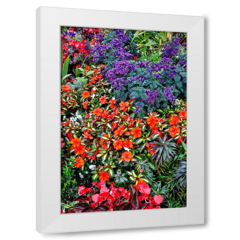 USA- Oregon. Cannon Beach Garden with orange New Guinea impatiens White Modern Wood Framed Art Print by Gulin, Darrell