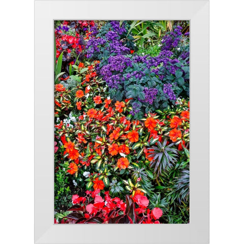USA- Oregon. Cannon Beach Garden with orange New Guinea impatiens White Modern Wood Framed Art Print by Gulin, Darrell