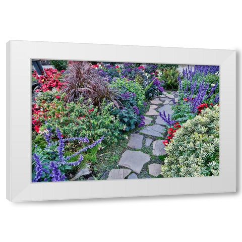 USA- Oregon. Cannon Beach Garden and path with Blue Salvia and reddish geraniums White Modern Wood Framed Art Print by Gulin, Darrell