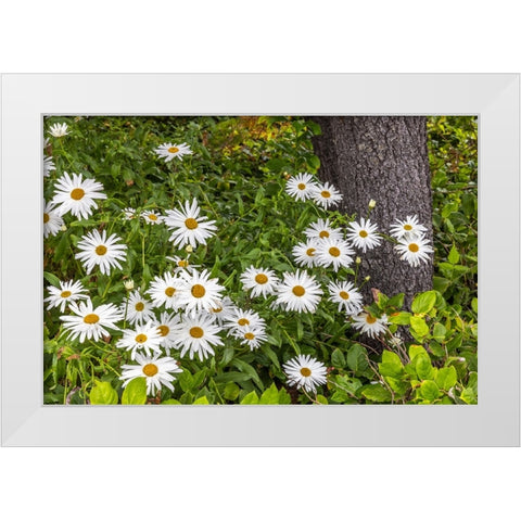 Usa-Oregon-Yachats Plantings White Modern Wood Framed Art Print by Looney, Hollice