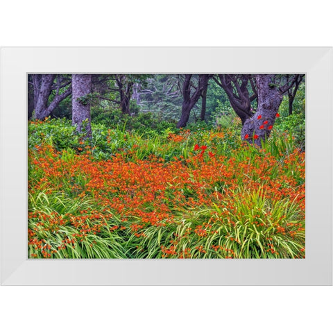 Usa-Oregon-Yachats Plantings White Modern Wood Framed Art Print by Looney, Hollice