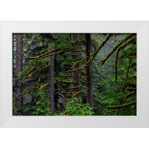 USA-Oregon-Silver Falls State Park White Modern Wood Framed Art Print by Restuccia, Joe III