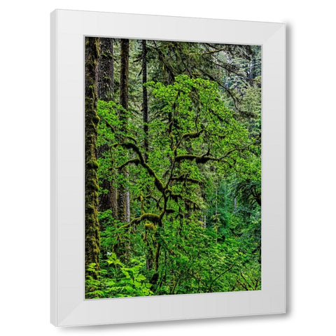 USA-Oregon-Silver Falls State Park White Modern Wood Framed Art Print by Restuccia, Joe III