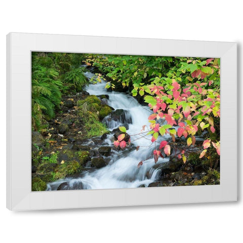 OR-Columbia River Gorge National Scenic Area-Wahkeena Creek White Modern Wood Framed Art Print by Wild, Jamie and Judy