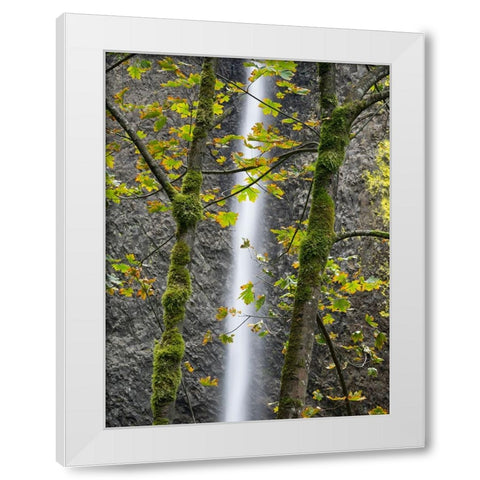Oregon-Columbia River Gorge National Scenic Area-Latourell Falls and Big Leaf Maple trees White Modern Wood Framed Art Print by Wild, Jamie and Judy