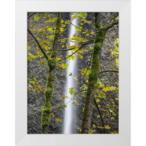 Oregon-Columbia River Gorge National Scenic Area-Latourell Falls and Big Leaf Maple trees White Modern Wood Framed Art Print by Wild, Jamie and Judy
