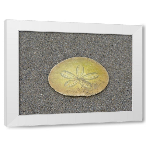 Oregon-Ecola State Park-Indian Beach Sand dollar White Modern Wood Framed Art Print by Wild, Jamie and Judy