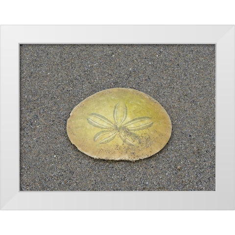 Oregon-Ecola State Park-Indian Beach Sand dollar White Modern Wood Framed Art Print by Wild, Jamie and Judy