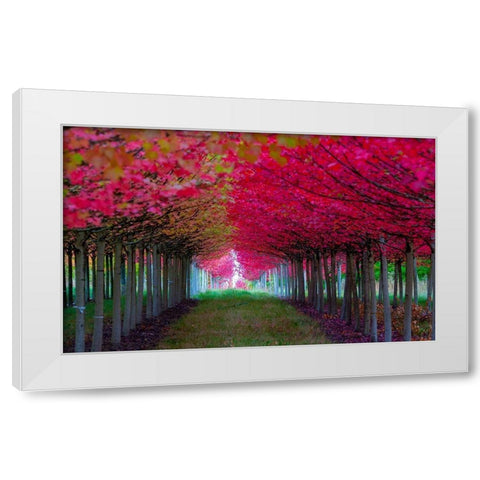 Oregon-Forest Grove A grove of trees in full autumn red White Modern Wood Framed Art Print by Duval, Richard