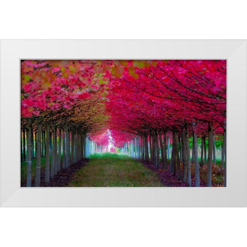 Oregon-Forest Grove A grove of trees in full autumn red White Modern Wood Framed Art Print by Duval, Richard