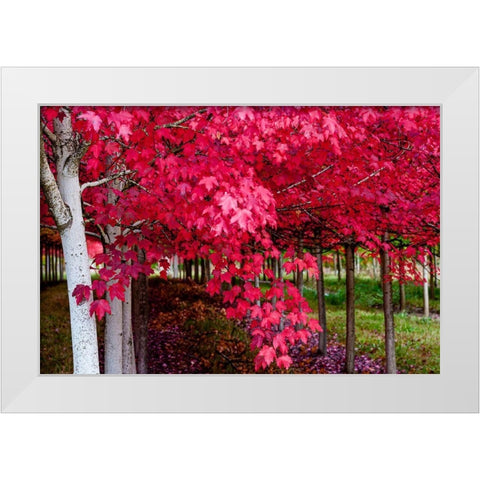 Oregon-Forest Grove A grove of trees in full autumn red White Modern Wood Framed Art Print by Duval, Richard