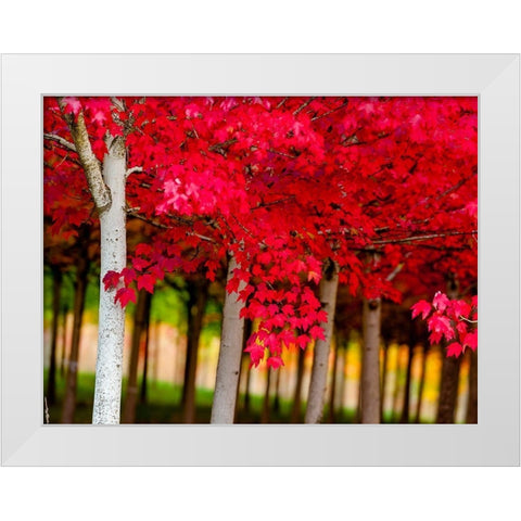 Oregon-Forest Grove A grove of trees in full autumn red White Modern Wood Framed Art Print by Duval, Richard