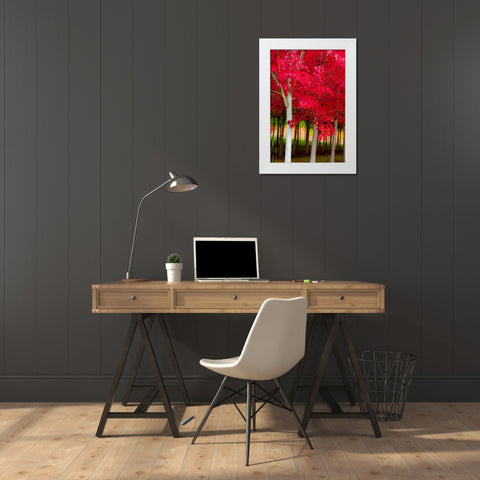 Oregon-Forest Grove A grove of trees in full autumn red White Modern Wood Framed Art Print by Duval, Richard