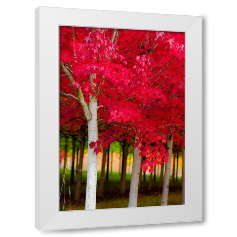Oregon-Forest Grove A grove of trees in full autumn red White Modern Wood Framed Art Print by Duval, Richard