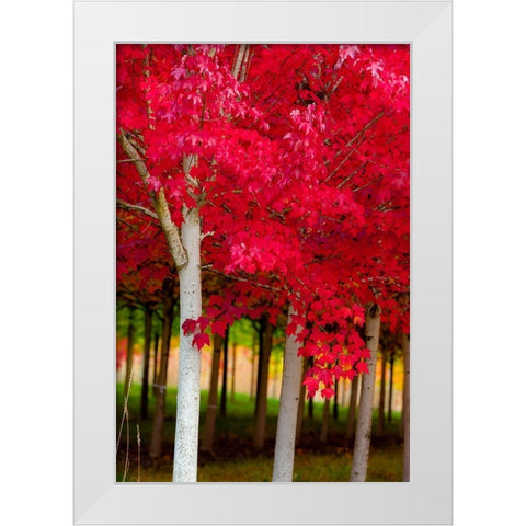 Oregon-Forest Grove A grove of trees in full autumn red White Modern Wood Framed Art Print by Duval, Richard