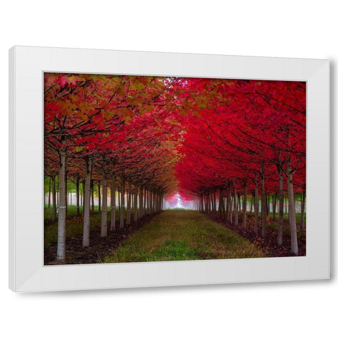 Oregon-Forest Grove A grove of trees in full autumn red White Modern Wood Framed Art Print by Duval, Richard