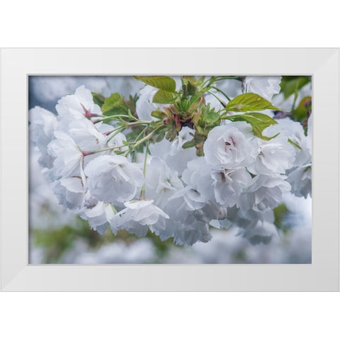 Oregon-Hood River Cherry blossoms White Modern Wood Framed Art Print by Tilley, Rob