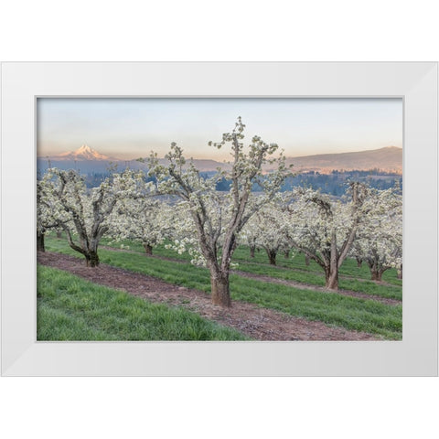 Oregon-Hood River Cherry orchard and Mt Hood White Modern Wood Framed Art Print by Tilley, Rob
