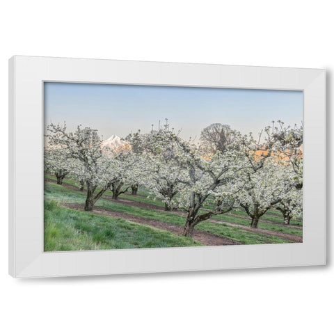Oregon-Hood River Cherry orchard and Mt Hood White Modern Wood Framed Art Print by Tilley, Rob