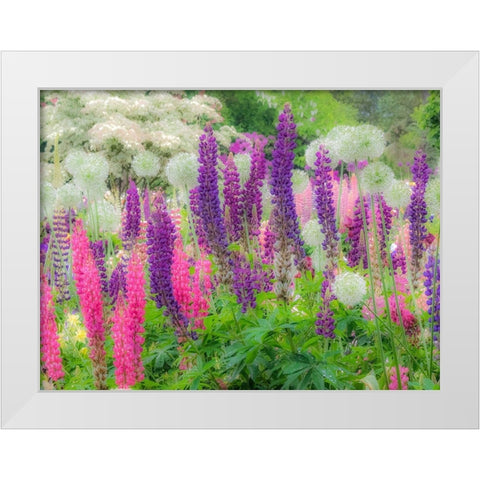 Oregon-Salem-Garden planted with Russel Lupine and Allum White Modern Wood Framed Art Print by Gulin, Sylvia