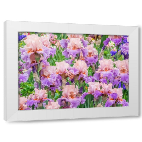 Oregon-Salem-Bearded Iris springtime bloom White Modern Wood Framed Art Print by Gulin, Sylvia