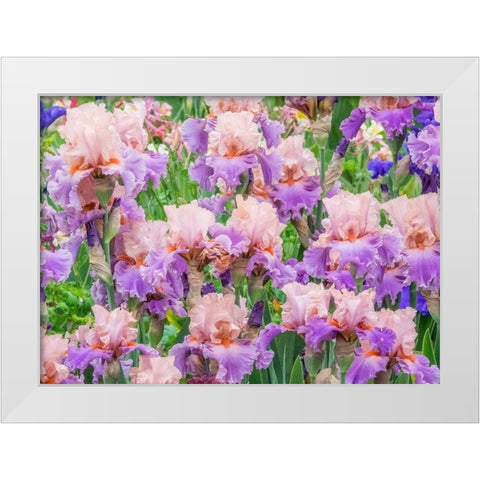 Oregon-Salem-Bearded Iris springtime bloom White Modern Wood Framed Art Print by Gulin, Sylvia