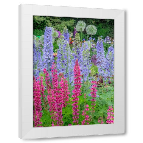 Oregon-Salem springtime garden with Lupine-Allum and Delphinium White Modern Wood Framed Art Print by Gulin, Sylvia