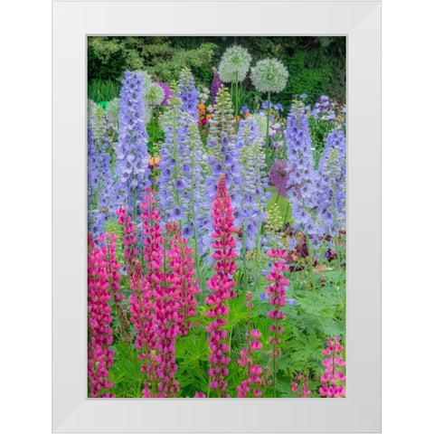 Oregon-Salem springtime garden with Lupine-Allum and Delphinium White Modern Wood Framed Art Print by Gulin, Sylvia