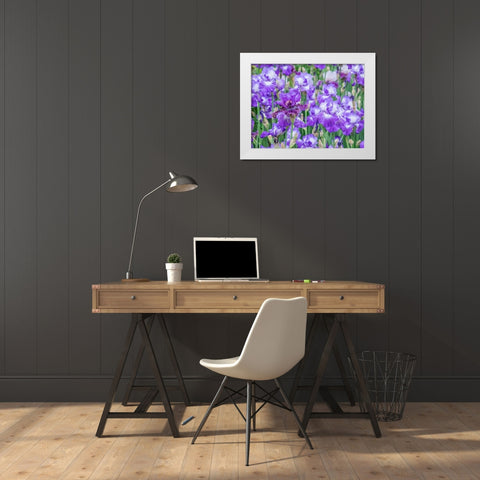 Oregon-Salem-Bearded Iris springtime bloom White Modern Wood Framed Art Print by Gulin, Sylvia