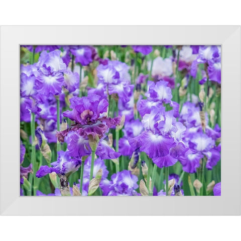 Oregon-Salem-Bearded Iris springtime bloom White Modern Wood Framed Art Print by Gulin, Sylvia