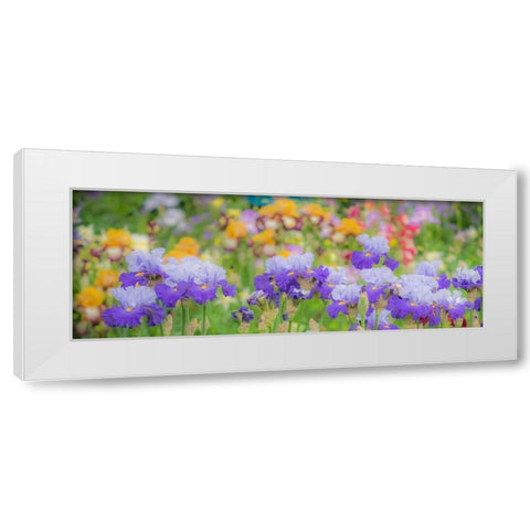 Oregon-Salem-Bearded Iris springtime bloom White Modern Wood Framed Art Print by Gulin, Sylvia