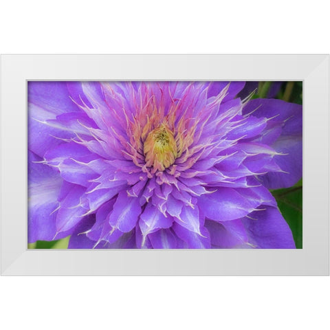 Oregon-Salem close-up of purple blooming Clematis flower White Modern Wood Framed Art Print by Gulin, Sylvia