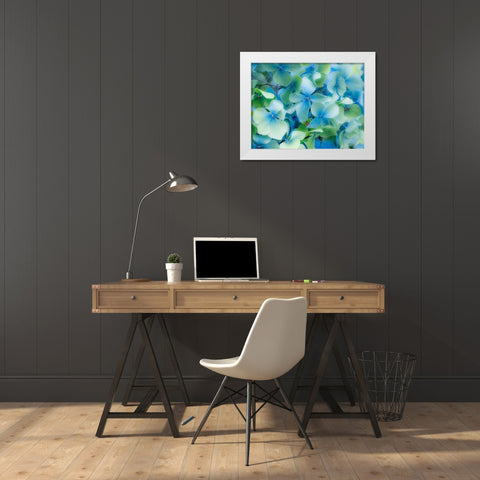 Oregon-Cannon Beach-Northwest Hydrangea blossom White Modern Wood Framed Art Print by Gulin, Sylvia