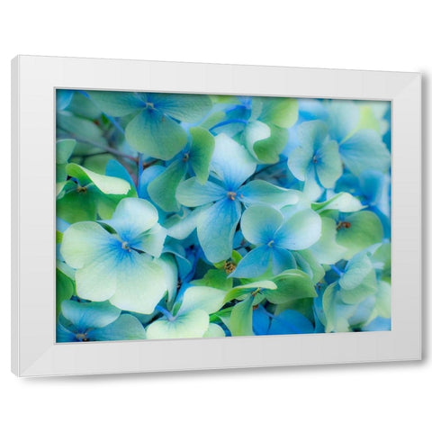 Oregon-Cannon Beach-Northwest Hydrangea blossom White Modern Wood Framed Art Print by Gulin, Sylvia