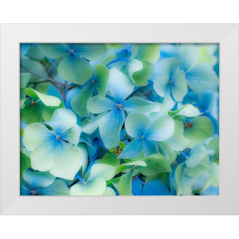 Oregon-Cannon Beach-Northwest Hydrangea blossom White Modern Wood Framed Art Print by Gulin, Sylvia