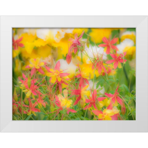 Oregon-Salem-Columbine in display garden White Modern Wood Framed Art Print by Gulin, Sylvia