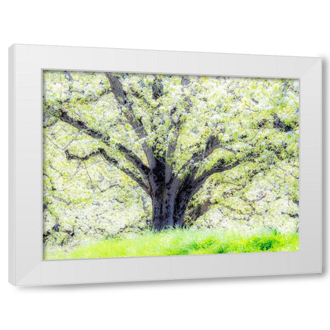 Oregon-Hood River-spring blooming apple tree orchard White Modern Wood Framed Art Print by Gulin, Sylvia