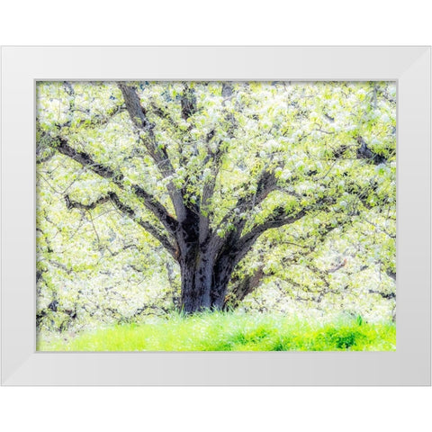 Oregon-Hood River-spring blooming apple tree orchard White Modern Wood Framed Art Print by Gulin, Sylvia