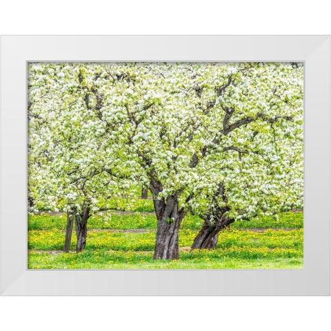 Oregon-Hood River-spring blooming apple tree orchard White Modern Wood Framed Art Print by Gulin, Sylvia