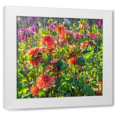 Oregon-Canby-Swam Island Dahlias-water coming down on flowers White Modern Wood Framed Art Print by Gulin, Sylvia