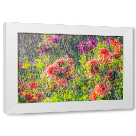Oregon-Canby-Swam Island Dahlias-water coming down on flowers White Modern Wood Framed Art Print by Gulin, Sylvia