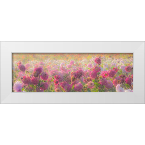Oregon-Canby-Swam Island Dahlias-water coming down on flowers White Modern Wood Framed Art Print by Gulin, Sylvia