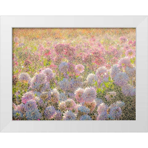 Oregon-Canby-Swam Island Dahlias-water coming down on flowers White Modern Wood Framed Art Print by Gulin, Sylvia
