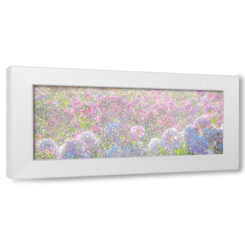 Oregon-Canby-Swam Island Dahlias-water coming down on flowers White Modern Wood Framed Art Print by Gulin, Sylvia