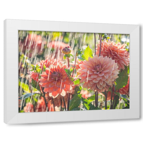 Oregon-Canby-Swam Island Dahlias-water coming down on flowers White Modern Wood Framed Art Print by Gulin, Sylvia